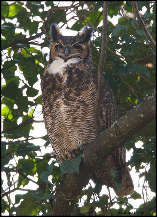 _1SB4013 great-horned owl.jpg